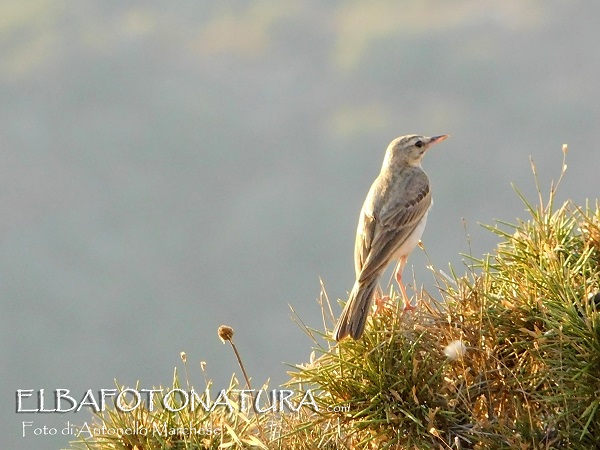 Calandro  (Anthus campestris) ?  S!